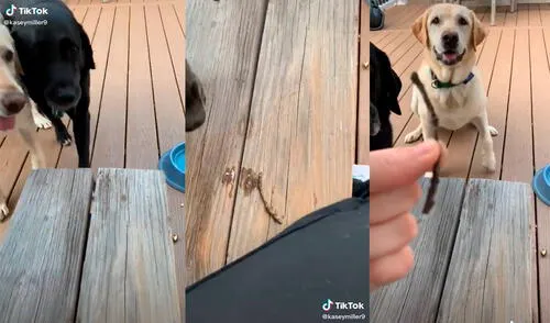 Los animales sorprendieron a la mujer con una hilarante conducta. Foto: captura de TikTok Los animales sorprendieron a la mujer con una hilarante conducta. Foto: captura de TikTok