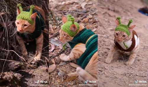 El minino no tardó en causar sensación en las redes sociales. Foto: captura de TikTok