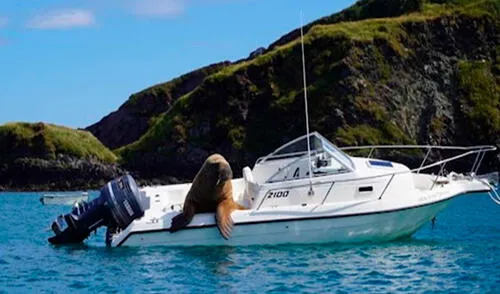 Una traviesa morsa aprovechó un momento de distracción para subir a un vehículo; sin embargo, fue atrapada por el propietario. Foto: captura de YouTube