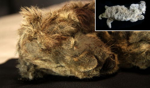 Crías de leones de las cavernas halladas en Siberia. Fotos: Love Dalen