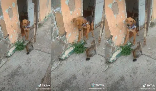 La dupla desarrolló una hilarante actuación que provocó la risa de miles de cibernautas. Foto: captura de TikTok