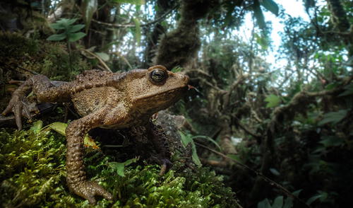 El sapo Rhinella moralesi fue descubierto en 1999. Foto: difusión.