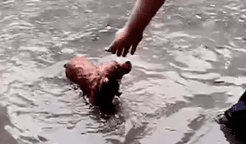 El perrito logró ser recogido por el dueño de una clínica, quien afortunadamente lo devolvió a su propietaria. Foto: captura de YouTube