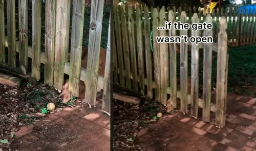 El contenido se volvió tendencia en redes sociales. Foto: captura de TikTok