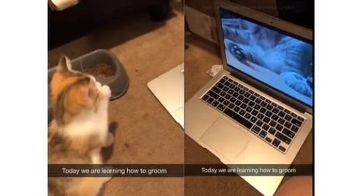 El video ha enternecido a miles de usuarios de redes sociales. Foto: captura de YouTube