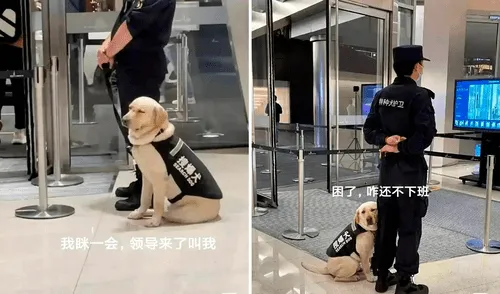 El perro estaba muy cansado para iniciar su día de trabajo. Foto: captura de Facebook