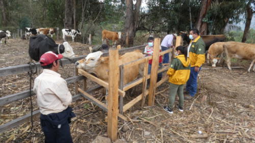 Ganaderos de Huancabamba se benefician con inseminación artificial. Foto: DRAP. Ganaderos de Huancabamba se benefician con inseminación artificial. Foto: DRAP.