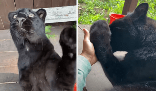 El video viral ha sido compartido en el canal Luna_the_pantera. Foto: captura de YouTube