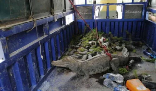 Los miembros del Serenazgo tuvieron que buscar la forma de atrapar al cocodrilo. Foto: difusión