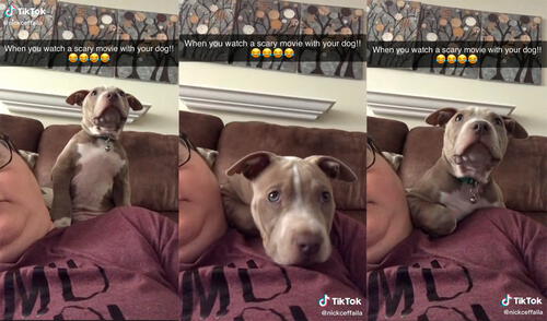 El can logró conmover a miles de cibernautas en las redes sociales. Foto: captura de TikTok El can logró conmover a miles de cibernautas en las redes sociales. Foto: captura de TikTok