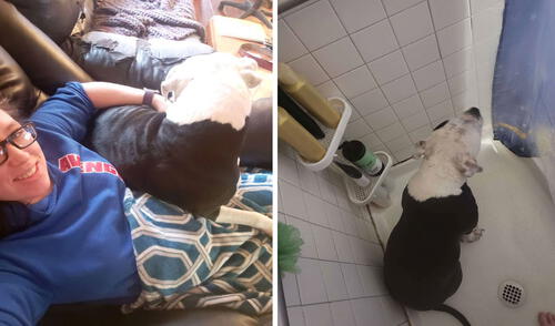Una mujer se emocionó con la noticia de que esperaba a su primer hijo; sin embargo, no imaginó que su perrita iba a protegerla las 24 horas del día. Foto: Brittany Johnson/ Facebook
