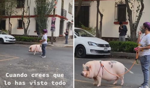 Miles de usuarios quedaron sorprendidos al ver esta curiosa escena. Foto: captura de TikTok Miles de usuarios quedaron sorprendidos al ver esta curiosa escena. Foto: captura de TikTok