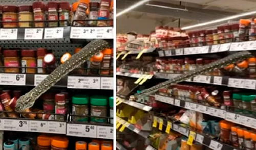 Una joven encontró a una serpiente de unos tres metros, la cual ingresó a escondidas a un establecimiento y se puso detrás de unos envases. Foto: captura de YouTube