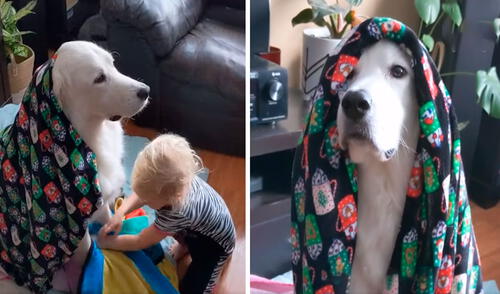 Una pequeña aprovechó la ausencia de sus padres para buscar unas mantas con la intención de abrigar a su querida mascota desde la cabeza hasta sus patas. Foto: captura de YouTube