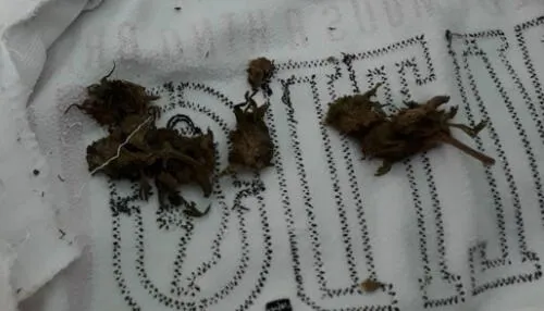 Intervención ocurrió durante la revisión de paquetes que ingresan al penal. Foto: INPE Intervención ocurrió durante la revisión de paquetes que ingresan al penal. Foto: INPE