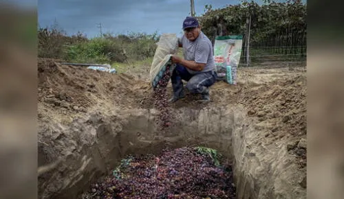Control se desarrolla en los valles Santa Catalina, Chicama y Jequetepeque. Foto: Senasa