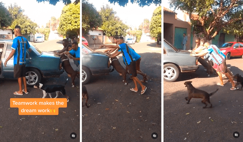 El perrito quiso ‘darle una pata’ a sus amigos al ayudarlos a empujar el auto. Foto: captura de Facebook