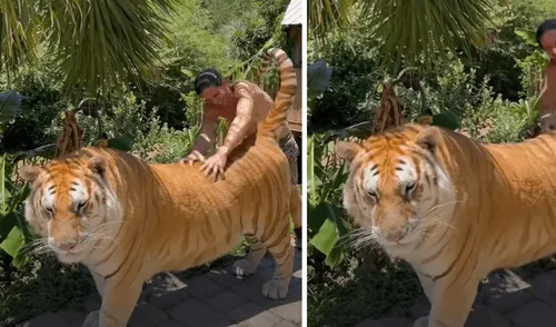El video registró el particular paseo que dio un tigre al lado de su cuidador. Foto: captura de TikTok