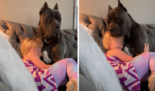 El video viral ha sido compartido en la cuenta melvosel. Foto: captura de Facebook