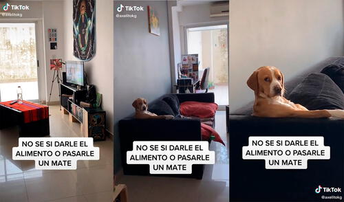 El can sorprendió a su dueña con un insólito comportamiento en el interior de su hogar. Foto: captura de TikTok