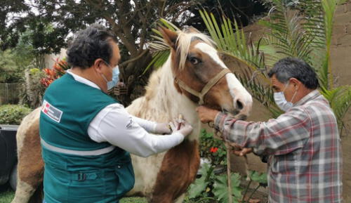 La Durina se transmite de animal a animal durante el coito. Foto: Senasa