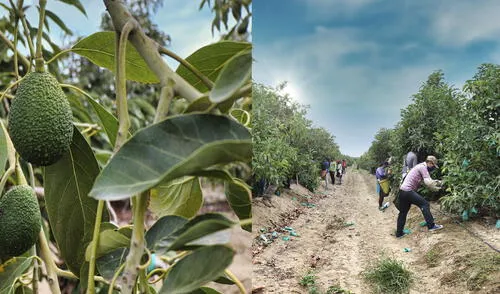 Región ocupa el tercer puesto en producción de palta y el segundo en arándanos. Fotos. difusión