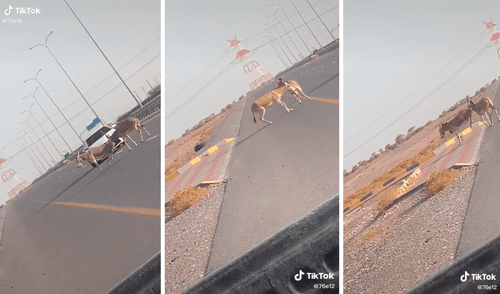 El burro hizo lo posible por ayudar a cruzar la pista a su compañero herido. Foto: captura de TikTok