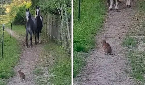 Un conejo tomó un descanso en un enorme campo; sin embargo, no imaginó que su presencia iba a causar problemas a unos caballos que le tenían temor. Foto: captura de YouTube