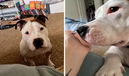 Una joven pasó por un momento complicado y no pudo evitar ponerse triste, pero se sorprendió cuando su perro se puso a su costado para consolarla. Foto: captura de Facebook