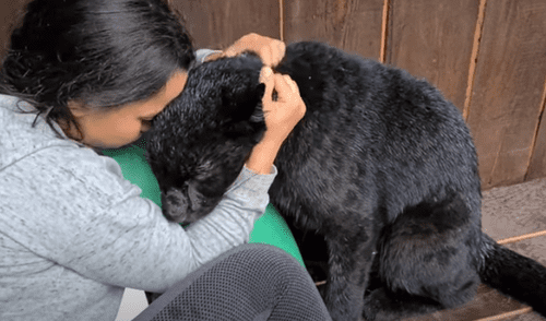 El video ha sido compartido en el canal Luna_the_pantera. Foto: captura de YouTube