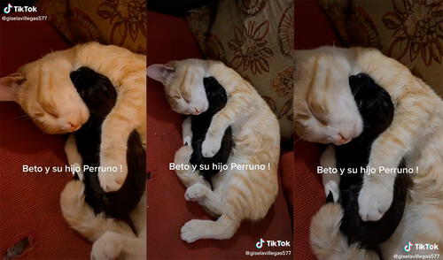 El minino cautivó a miles de cibernauta con su enternecedor comportamiento. Foto: captura de TikTok