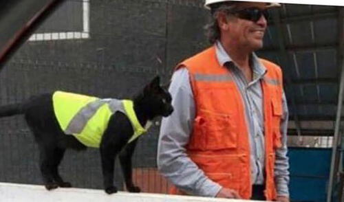 Unos trabajadores encontraron a un animal en malas condiciones, por lo que no dudaron en acogerlo y nombrarlo como “capataz de la obra”. Foto: Una vida con gatos/ Facebook