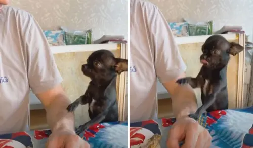 Miles de usuarios quedaron cautivados con la ternura del cachorro. Foto: captura de YouTube