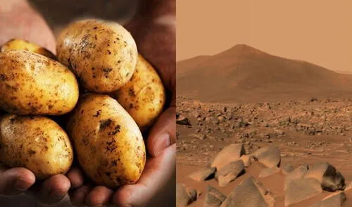NASA ya anunció su lista de finalistas en su página oficial de La Patata Marciana. Foto: composición/AFP