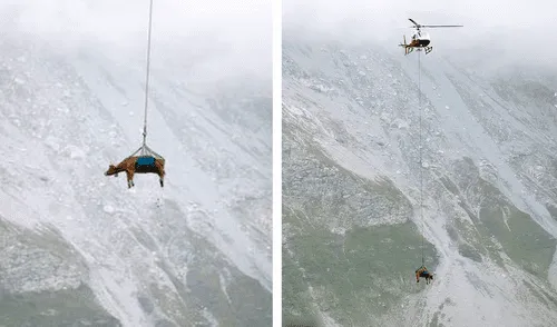 Doce animales se engancharon y aterrizaron cerca del paso de montaña Klausenpass. Foto: captura de Facebook/Arnd Wiegmann Doce animales se engancharon y aterrizaron cerca del paso de montaña Klausenpass. Foto: captura de Facebook/Arnd Wiegmann