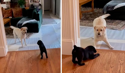 Una familia adoptó a un cachorro y se lo presentaron a su mascota para conocer su reacción, pero se sorprendieron cuando le dio una afectuosa bienvenida. Foto: captura de Facebook