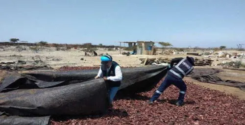 Productos fueron destruidos y donados. Foto: Ministerio Público. Productos fueron destruidos y donados. Foto: Ministerio Público.