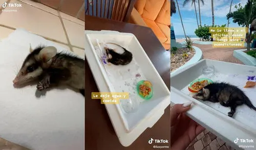 El pequeño animal tuvo la suerte de encontrar a la mujer en su camino, quien no tuvo reparos en rescatarlo. Foto: captura de TikTok