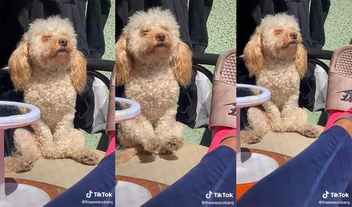 El can cautivó a su dueña con su adorable comportamiento al acompañarla. Foto: captura de TikTok El can cautivó a su dueña con su adorable comportamiento al acompañarla. Foto: captura de TikTok