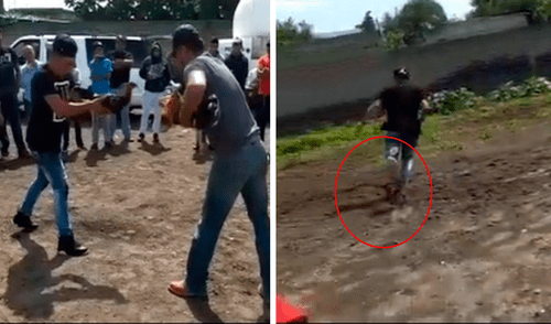 El hecho se hizo viral debido que el animal comenzó a perseguir al hombre justo después que lo soltara para enfrentarse con otro gallo. Foto: captura de TikTok