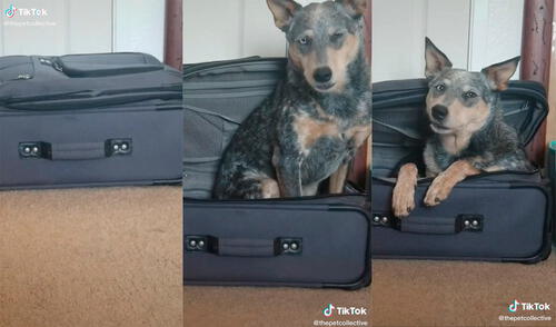 El can desarrolló un divertido comportamiento en el interior de su hogar. Foto: captura de TikTok El can desarrolló un divertido comportamiento en el interior de su hogar. Foto: captura de TikTok