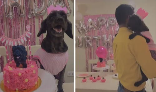 La tierna escena logró cautivar a miles en las redes sociales. Foto: captura de TikTok La tierna escena logró cautivar a miles en las redes sociales. Foto: captura de TikTok