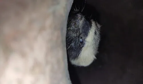 Especie fue encontrada al interior de una chomba. Foto: PNP