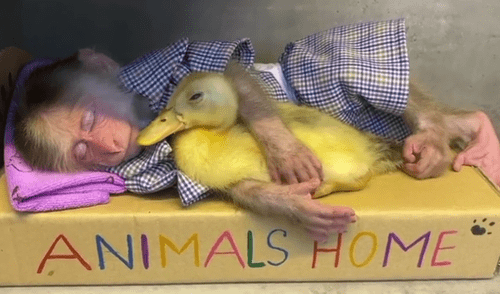 El video viral ha generado gran sensación en las redes sociales. Foto: captura de TikTok