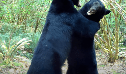 El video viral ha sido compartido en el canal ViralHog. Foto: captura de YouTube