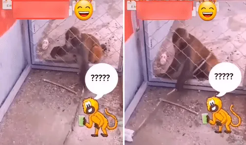 El monito dejó asombrados a miles de usuarios en las redes sociales. Foto: captura de TikTok