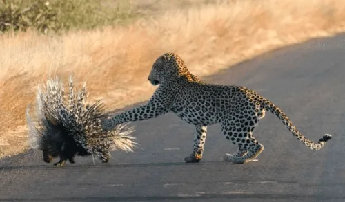 Las fuertes agujas del pequeño mamífero impidieron que se convirtiera en presa de la fiera que terminó con varias púas entre sus patas. Foto: captura de Facebook Las fuertes agujas del pequeño mamífero impidieron que se convirtiera en presa de la fiera que terminó con varias púas entre sus patas. Foto: captura de Facebook