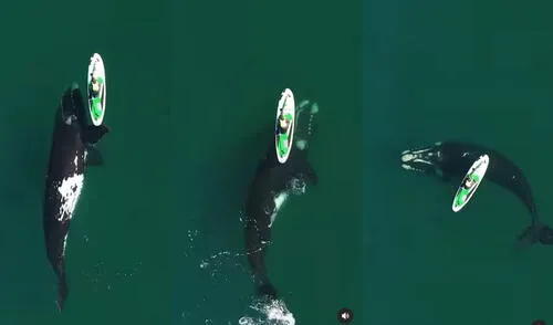 Ballena protagoniza emocionante momento en en el mar de Argentina.
Foto: captura de Instagram