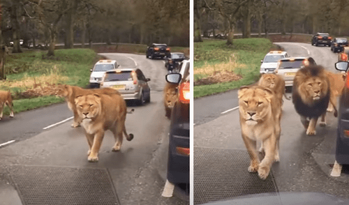 El video viral ha sido compartido en el canal Amazing pets Animals. Foto: captura de YouTube