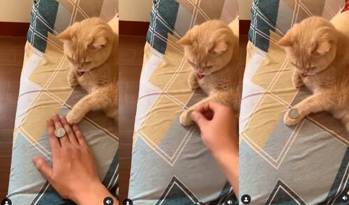 El acto de magia del minino se hizo tendencia en las redes sociales.
Foto: captura de Instagram